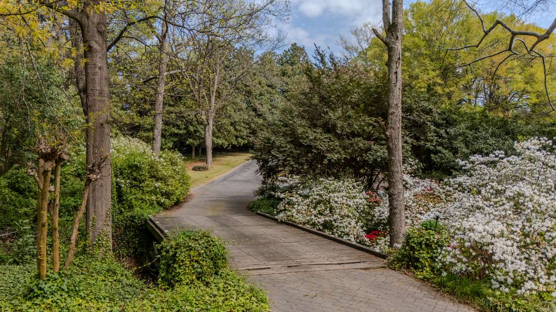 The winding drive under azaleas